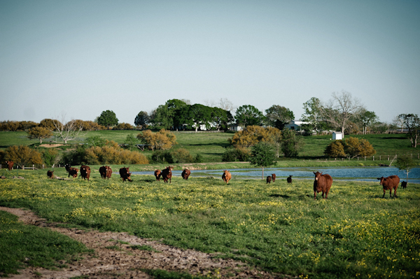 rustic, Texas ranch engagement photos by top Houston-based wedding photographers Studio 563 rustic, Texas ranch engagement photos by top Houston-based wedding photographers Studio 563