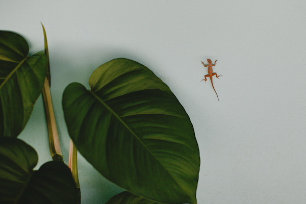 tropical destination resort wedding - Punta Cana, Dominican Republic - photos by Michigan based wedding photographers Bryan and Mae tropical destination resort wedding - Punta Cana, Dominican Republic - photos by Michigan based wedding photographers Bryan and Mae