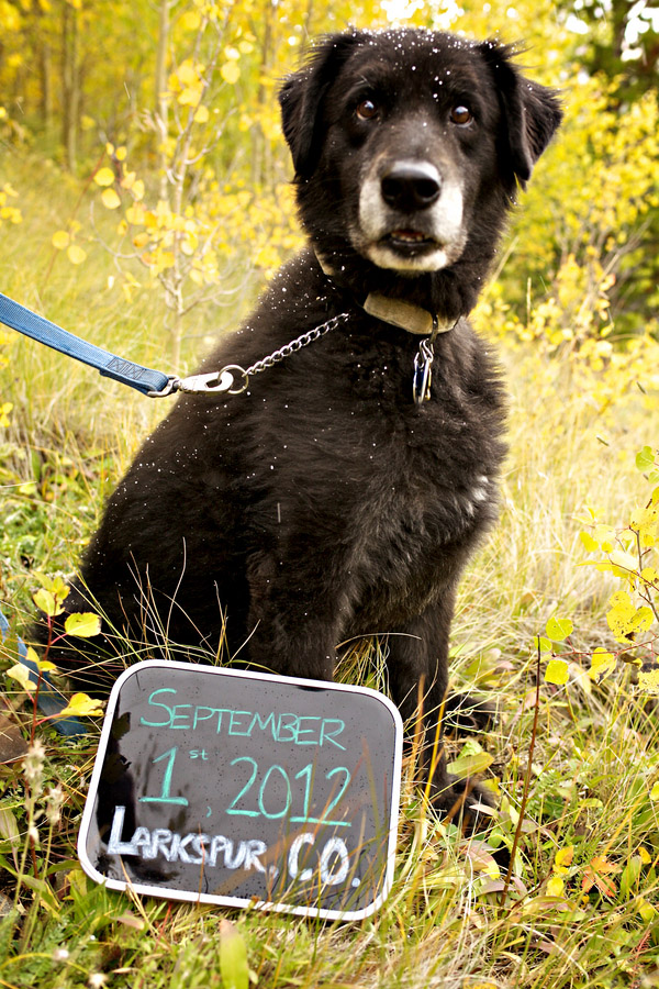 The couple’s puppy reminds you to save the date- Breckenridge, Colorado engagement session in the snow, photos by Jason + Gina Wedding Photographers Breckenridge, Colorado engagement session in the snow, photos by Jason + Gina Wedding Photographers