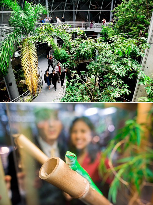 California Academy of Sciences Wedding - photos by Cliff Brunk Photograpy | Junebug Weddings California Academy of Sciences Wedding - photos by Cliff Brunk Photograpy | Junebug Weddings