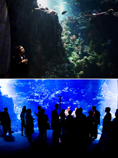 California Academy of Sciences Wedding - photos by Cliff Brunk Photograpy | Junebug Weddings California Academy of Sciences Wedding - photos by Cliff Brunk Photograpy | Junebug Weddings