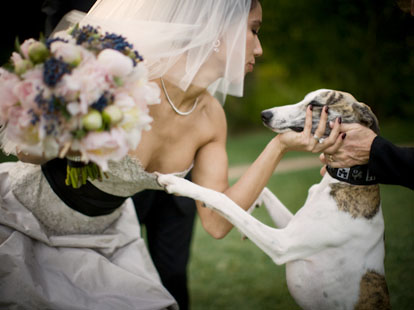 A bride and her dog, image by Amy and Stuart Photography