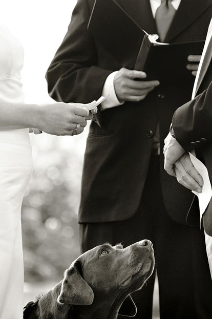 Dog during wedding ceremony, image by Laurel McConnell Photography