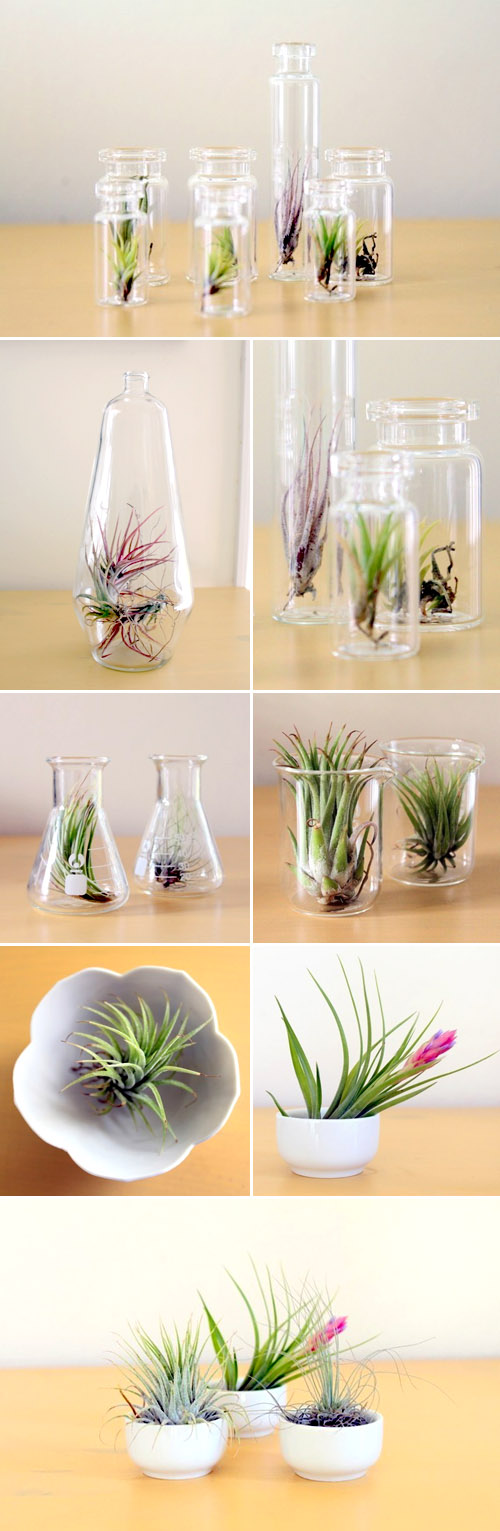 beautiful tillandsia air plants from Tortoise Loves Donkey, creative botanical wedding favors and decor