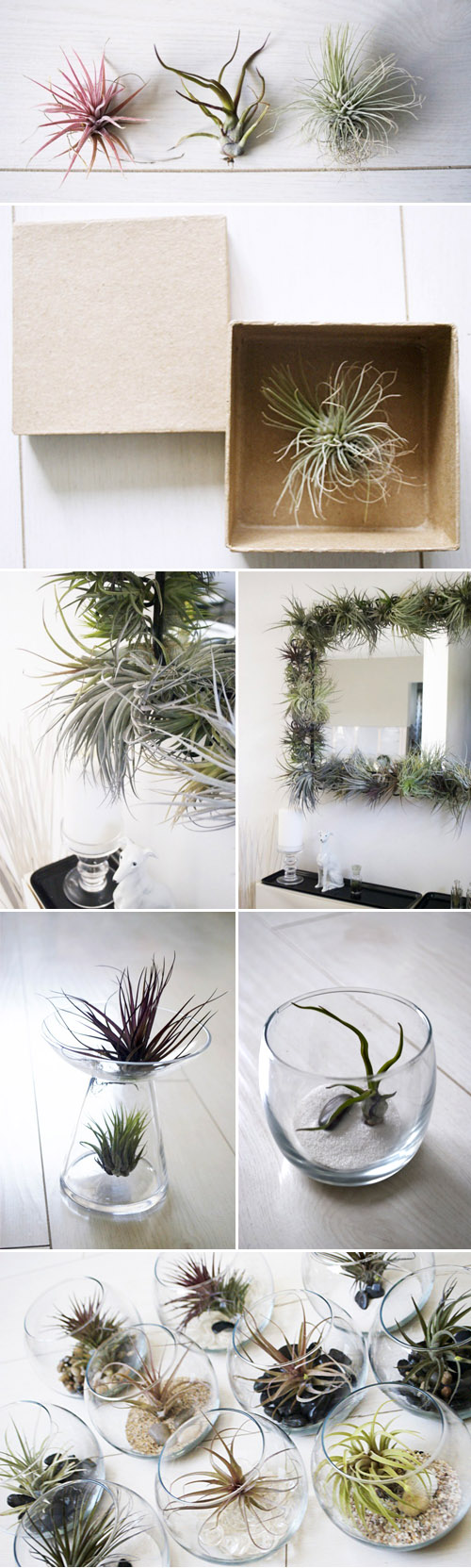beautiful tillandsia air plants from To Hold, creative botanical wedding favors and decor