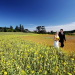 Colorful Summer Vineyard Wedding – Jillian and Chris