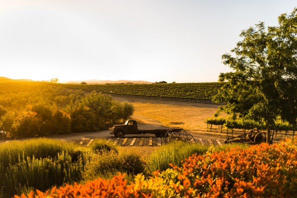 a-california-countryside-wedding-at-pomar-junction-vineyard-winery-36