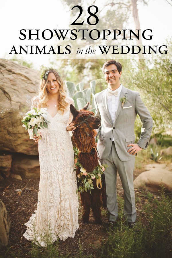 28 Times Animals in Weddings Stole the Show