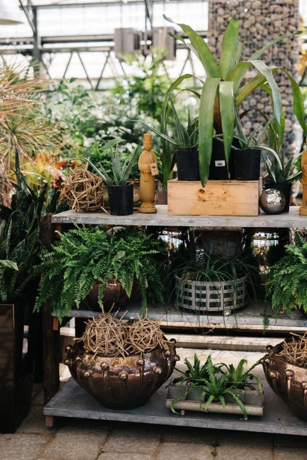 Plant Display in Greenhouse Wedding