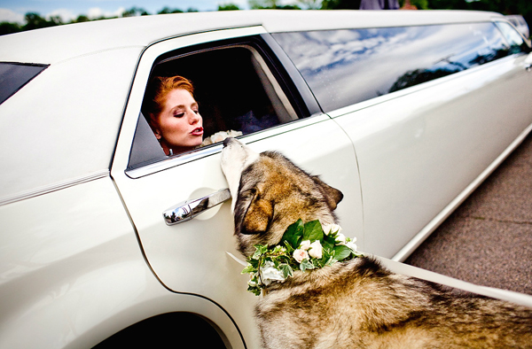 dog with bride in limo at wedding, photo by Twin Lens | junebugweddings.com