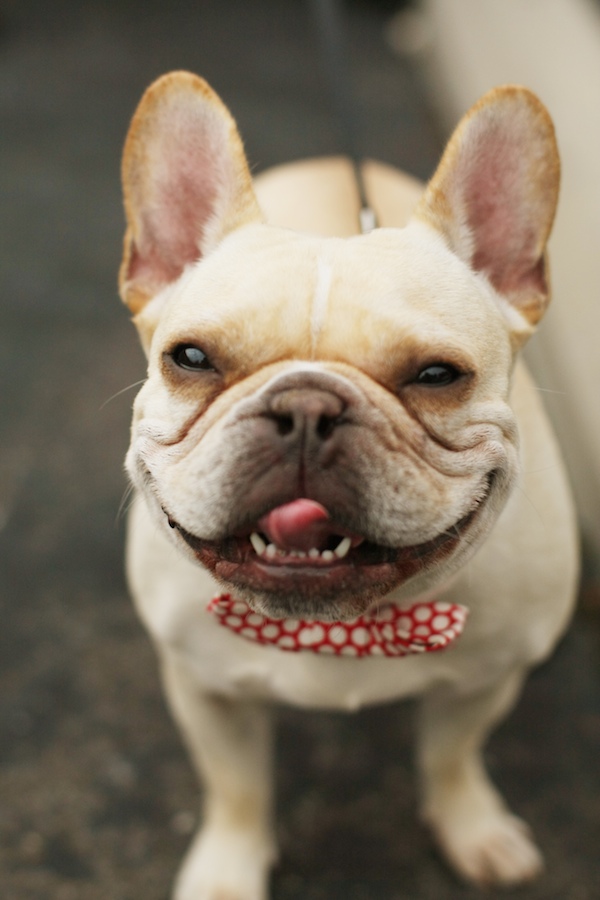 adorable french bulldog in red polkadot bow tie - photo by East Coast wedding photographer Alison Conklin