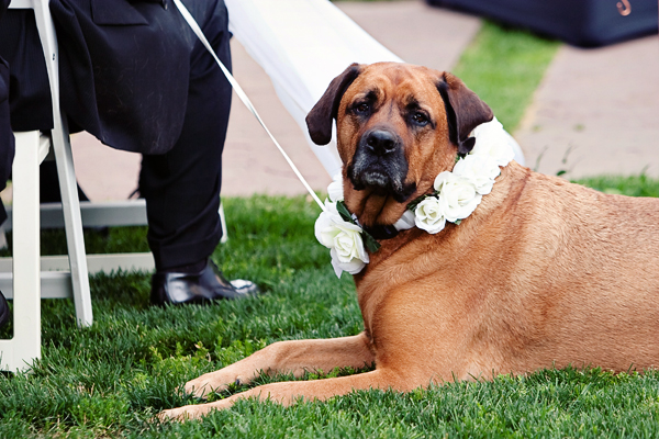 sweet dog in flower collar waiting for wedding ceremony - photo by top Denver wedding photographer Jared Wilson