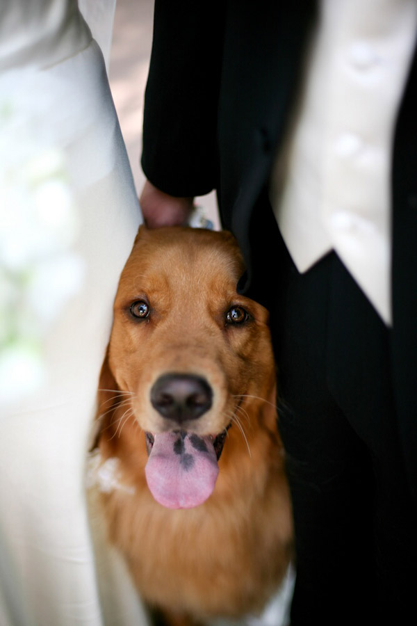 sweet dog at wedding photo by John and Joseph Photography