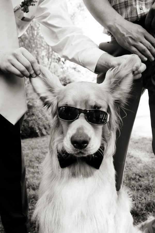 funny wedding dog in sunglasses photo by Barbie Hull Photography funny wedding dog in sunglasses photo by Barbie Hull Photography
