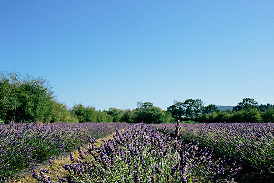 lavender farm wedding inspiration photo shoot with photos by Jennifer Ballard Photography | via junebugweddings.com