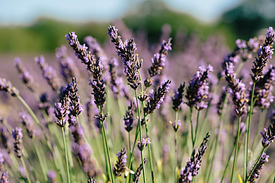 lavender farm wedding inspiration photo shoot with photos by Jennifer Ballard Photography | via junebugweddings.com