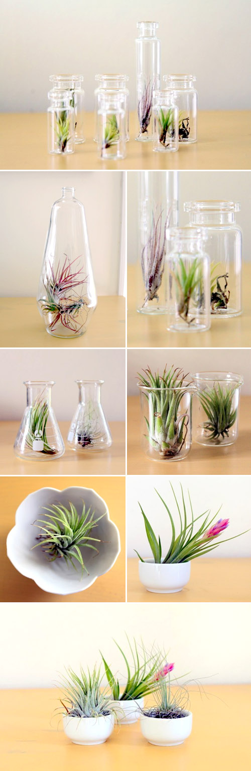 Air Plants - Creative Wedding Favors and Decor | Junebug ...