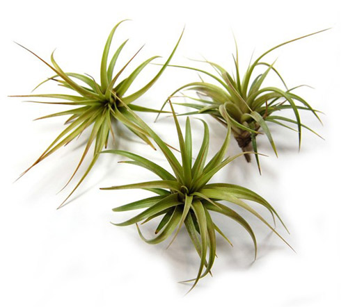 beautiful tillandsia air plants from Air Plant Supply Co., creative botanical wedding favors and decor