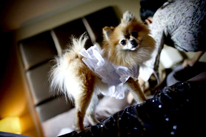 tiny dog wedding ring bearer