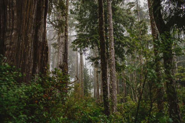 lush beautiful forest