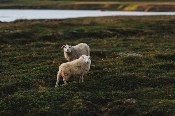 Majestic-Iceland-Wedding-28