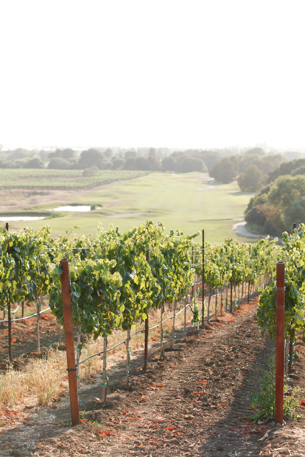 grey-and-yellow-napa-valley-wedding-photos-by-K-Stone-Photography-3 (1)