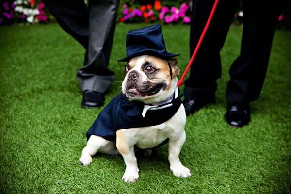 dogs in weddings photo by callaway-gable