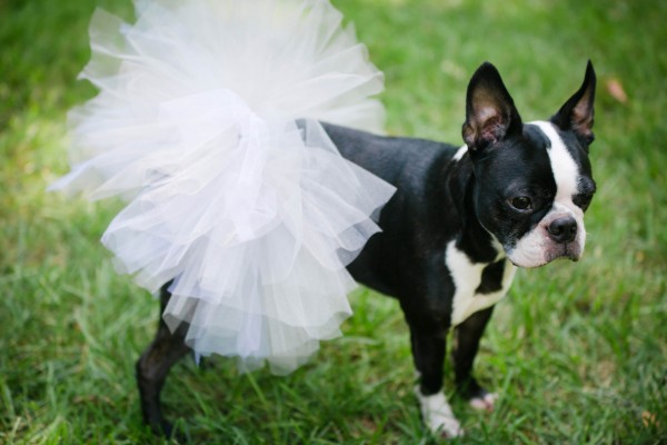 dog-tutu-Kelly-and-Topher-Kentucky-Wedding-Jonathan-Gibson (20 of 34)