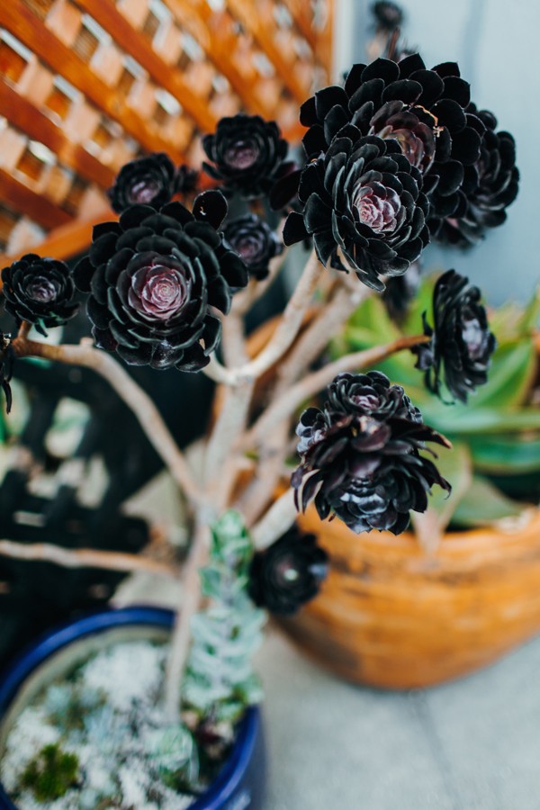 botanical-and-baby-blue-portland-wedding-at-golden-gate-park-25