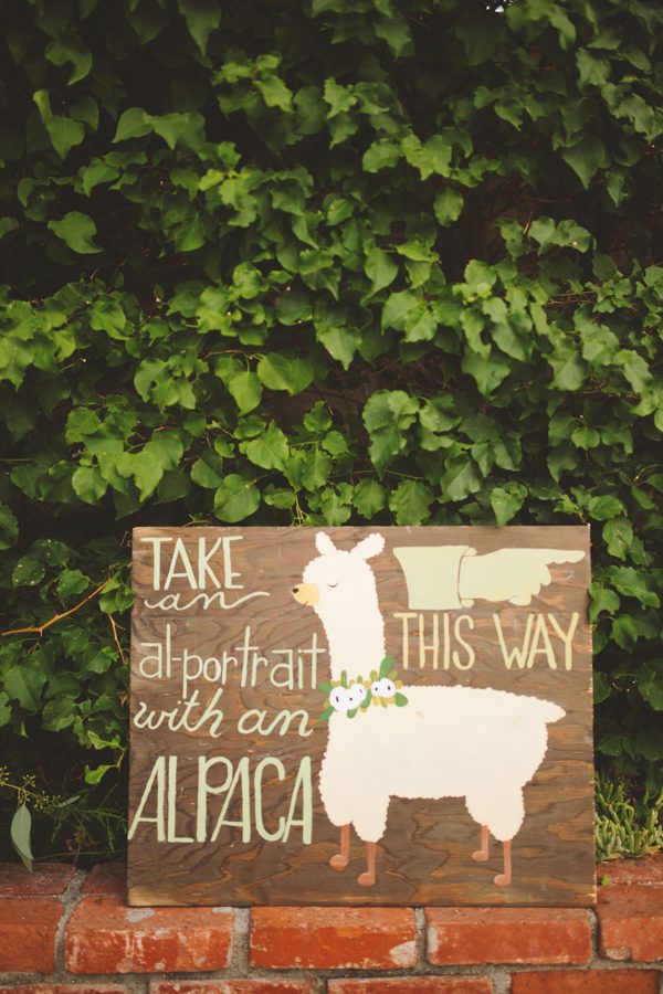 an-alpaca-almost-stole-the-spotlight-in-this-hummingbird-nest-ranch-wedding-19