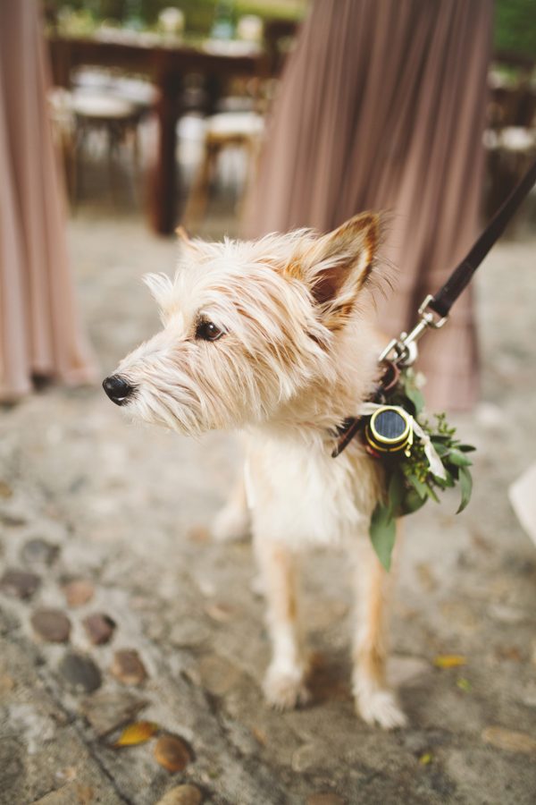 an-alpaca-almost-stole-the-spotlight-in-this-hummingbird-nest-ranch-wedding-31