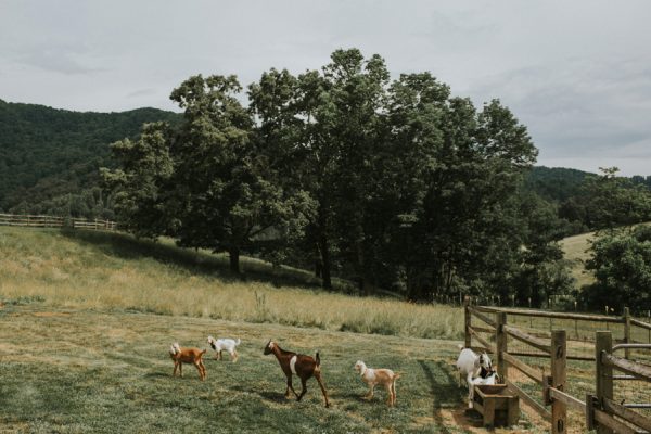 we-love-how-this-couple-incorporated-their-dog-into-their-asheville-wedding-11