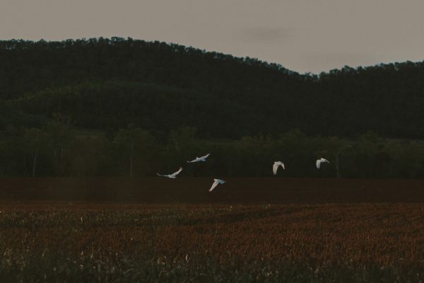 scottish-inspired-australian-farm-wedding-22