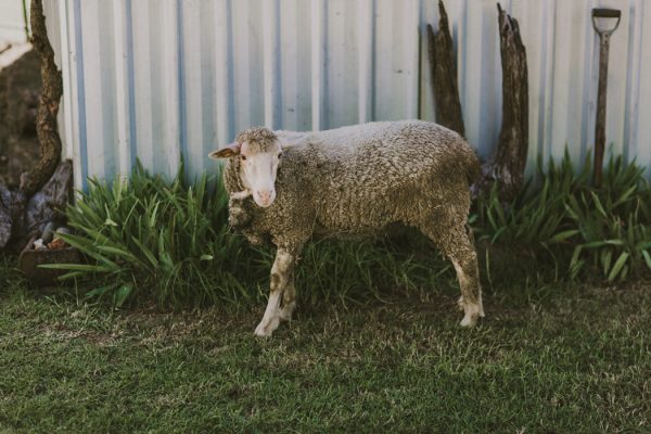 scottish-inspired-australian-farm-wedding-8