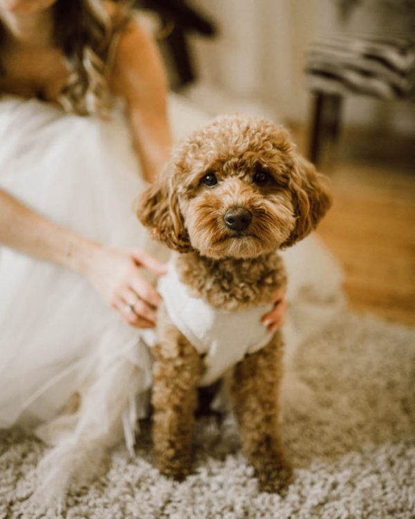 elegant-marsala-and-champagne-manitoba-wedding-at-the-rustic-wedding-barn-ariana-tennyson-photography-36