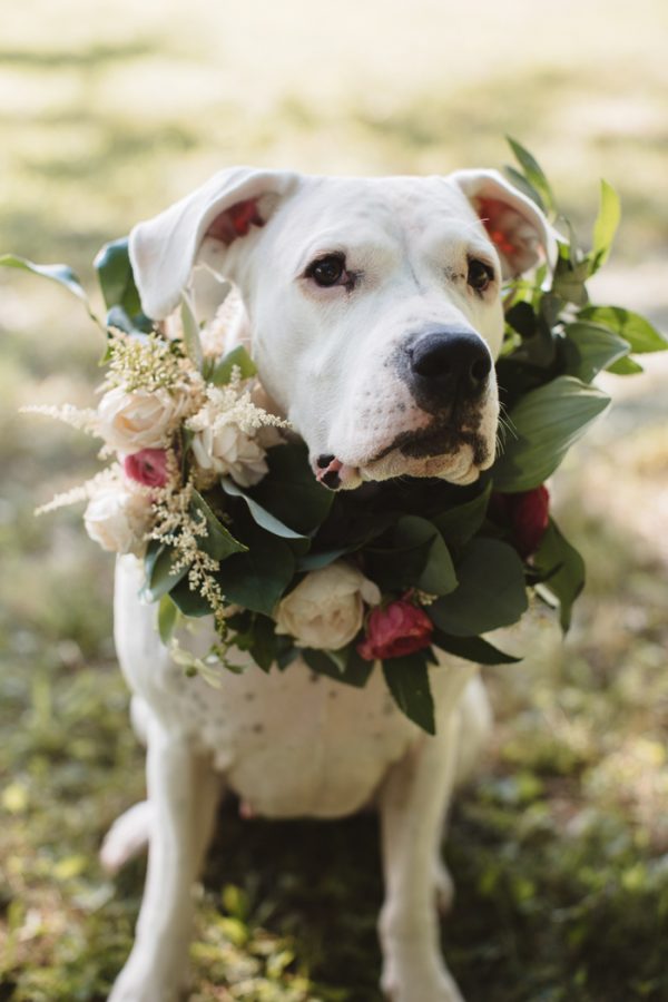 backyard-elopement-in-the-virginia-countryside-8