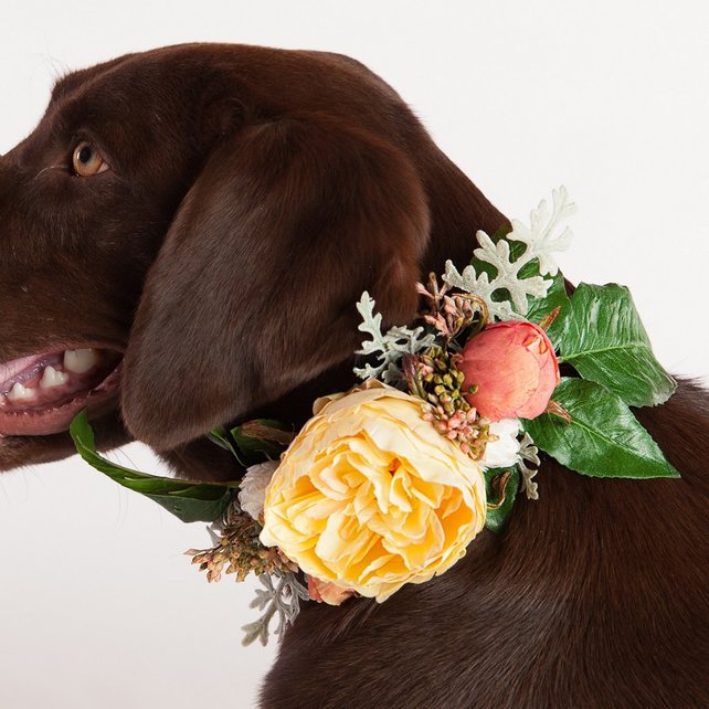 dog bow ties for weddings