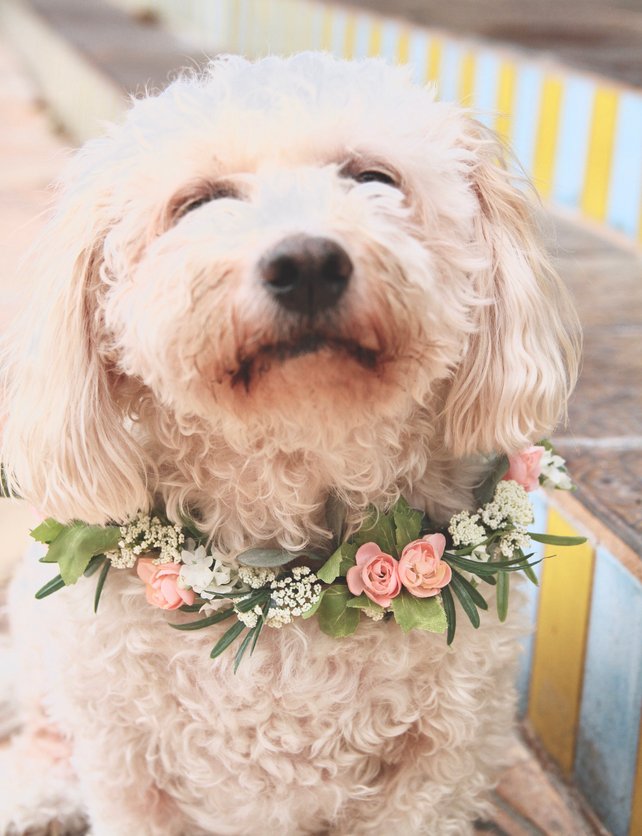 female dog wedding outfit