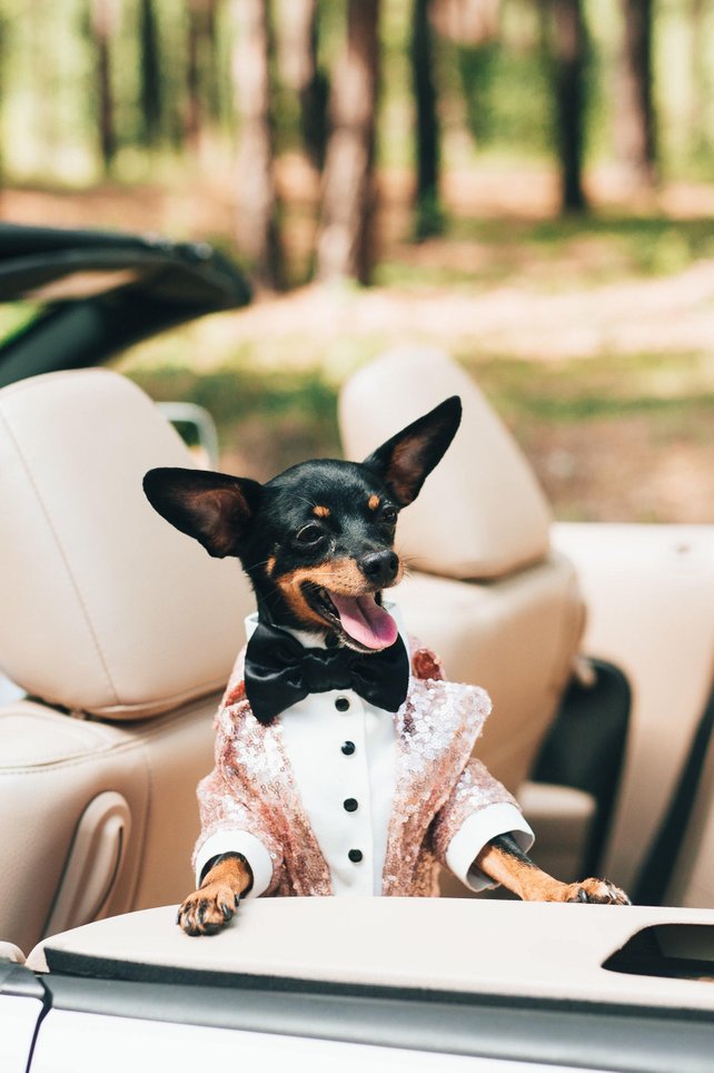 Dog suits for clearance weddings