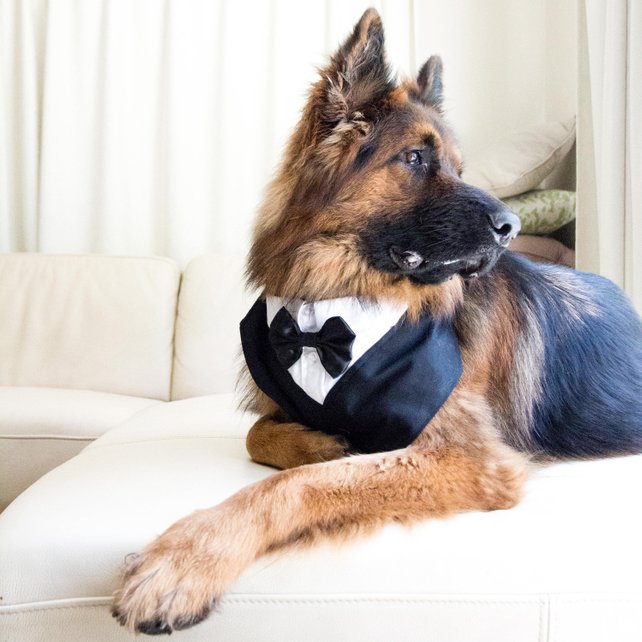 Dog wedding attire bow tie