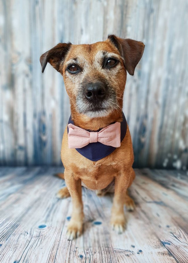 dog bowtie collar wedding