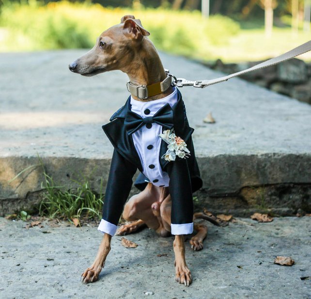 The Best Dog Wedding Attire and Accessories on Etsy Junebug Weddings