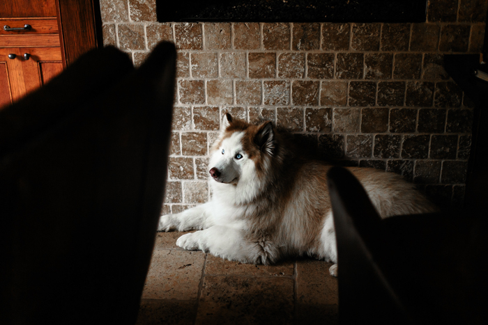 husky laying on the floor